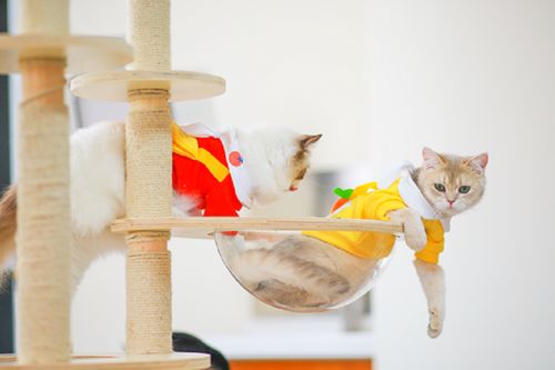 它經(jīng)濟(jì)風(fēng)潮下 從寵物鮮食到衣架，探索那些意想不到的新玩法